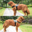 KOMMILIFE Nylon Adjustable Dog No Pull Harness