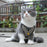 Hand-And-Hand Dog or Cat Harness Vest and Leash