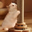 Indoor Cat Condo with Woven Rope Feather Spring Lure Entertainment Ball Featuring a Sharp-Claw Scratching Post