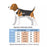 Hand-And-Hand Dog or Cat Harness Vest and Leash