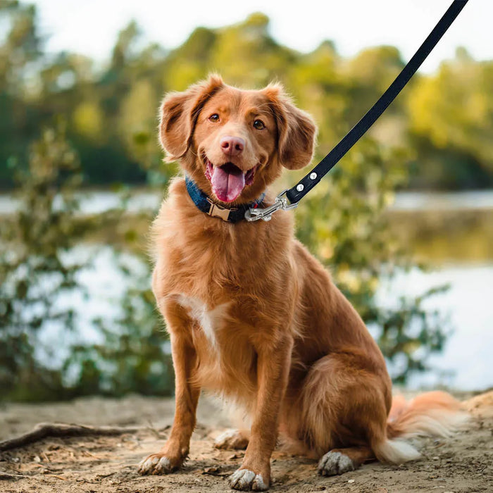 Leather Dog Walking Leash