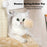 32" Tall Cat Scratching Posts For Indoor Cats Adults With 2 Toy Balls, 1 Dummy Mouse, Large Cat Scratch Post Includes Sisal Rope